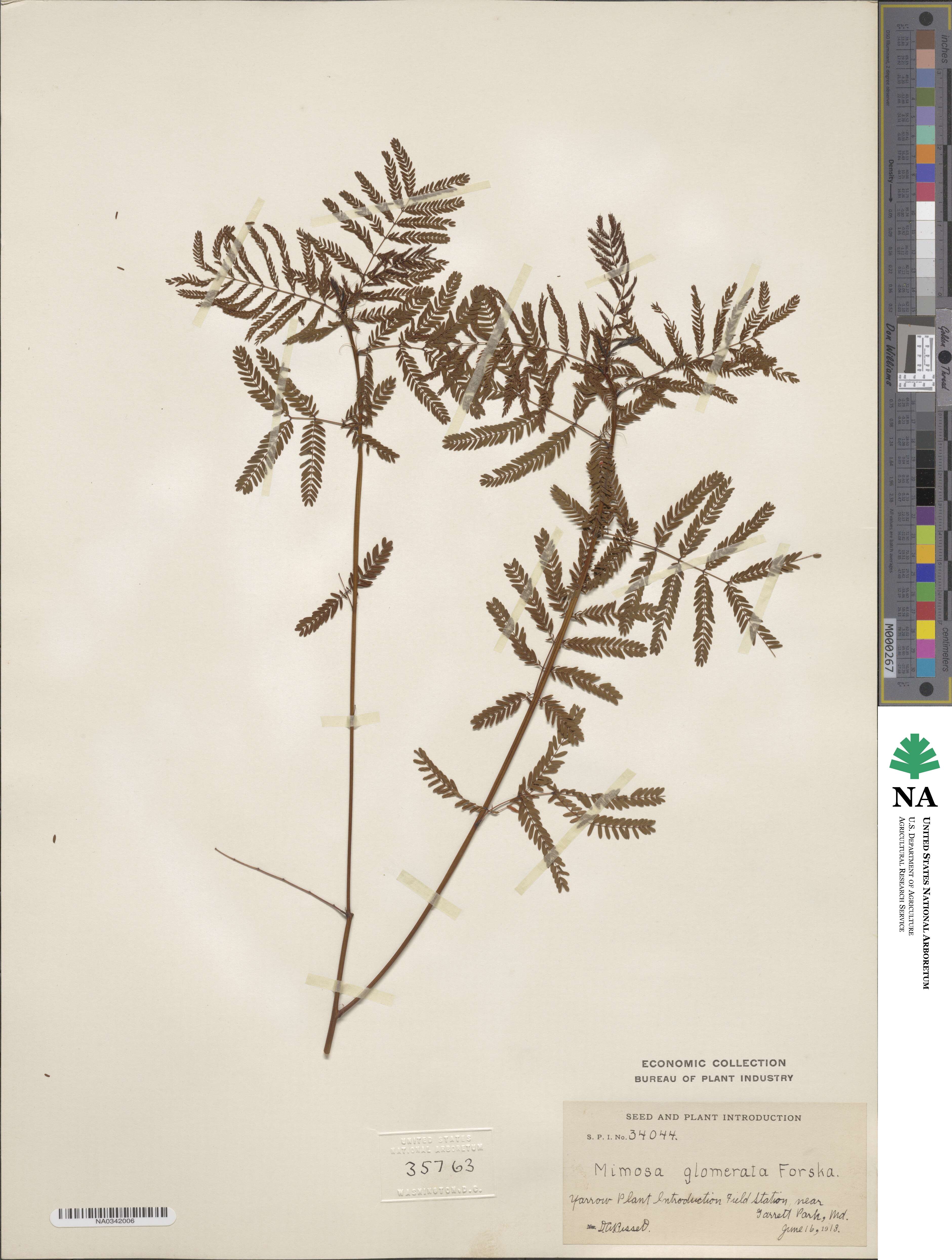 Mimosa glomerata image