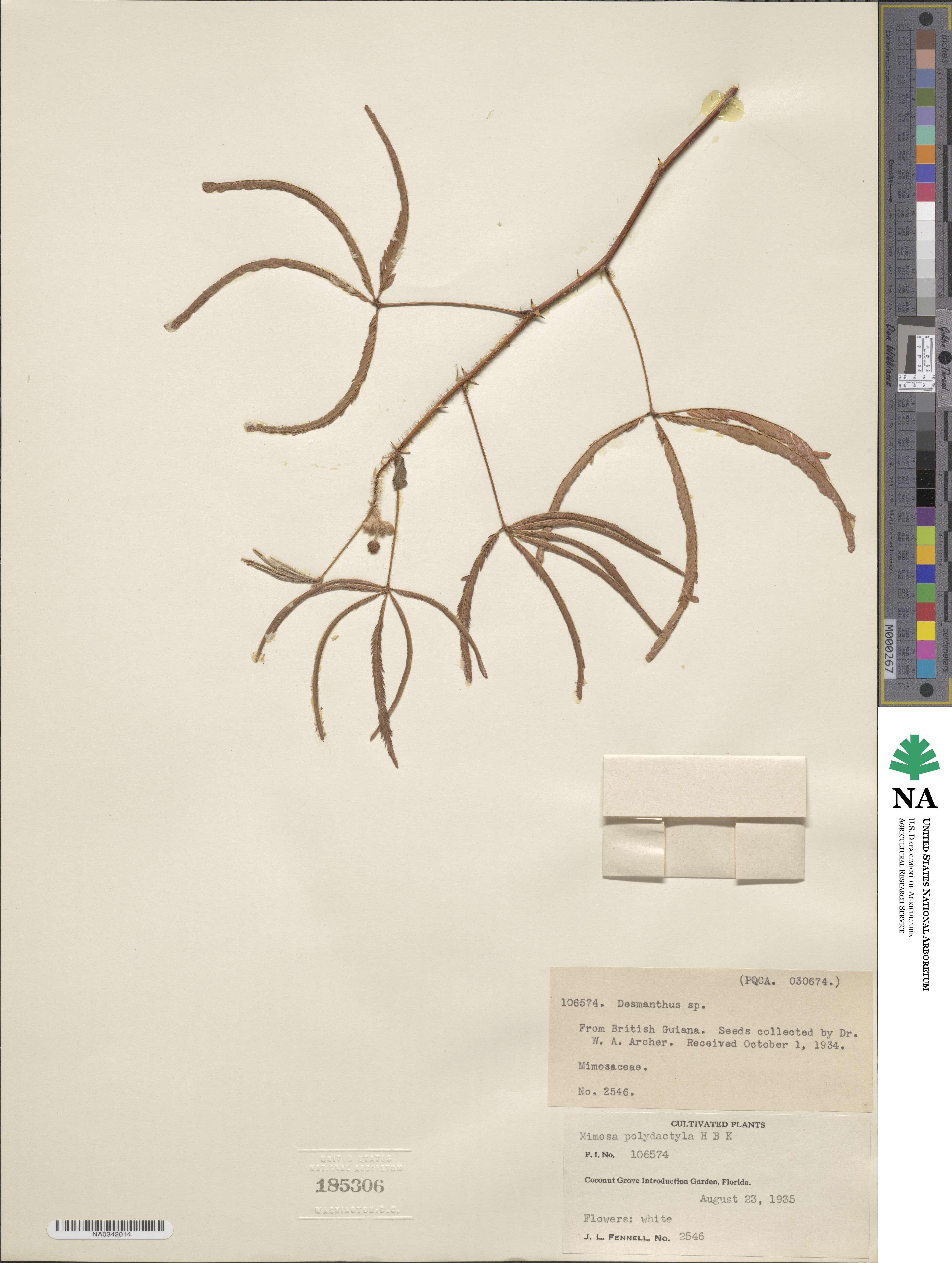 Mimosa polydactyla image