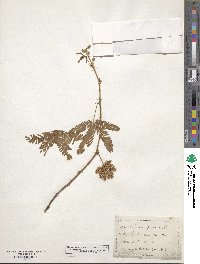 Mimosa pudica image