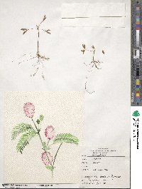 Mimosa pudica image