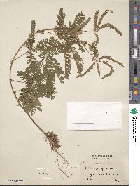 Mimosa pudica image