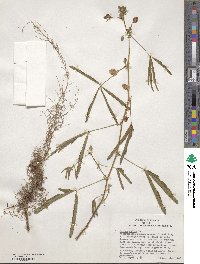 Mimosa pudica image