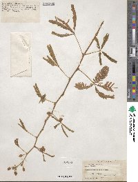 Mimosa pudica image