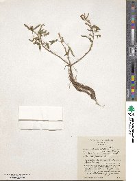 Mimosa pudica image