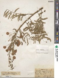 Mimosa rubicaulis image