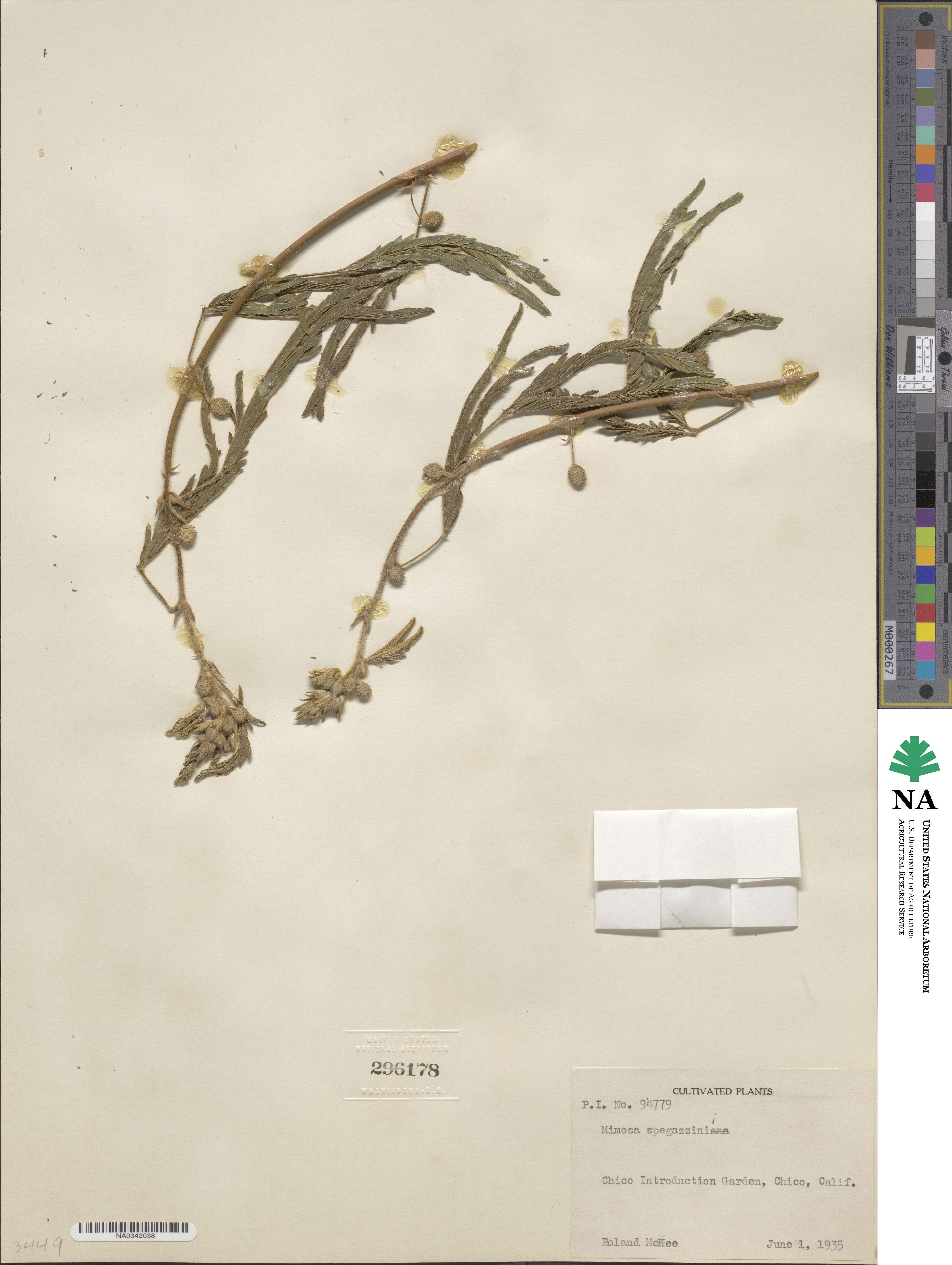 Mimosa polycarpa image