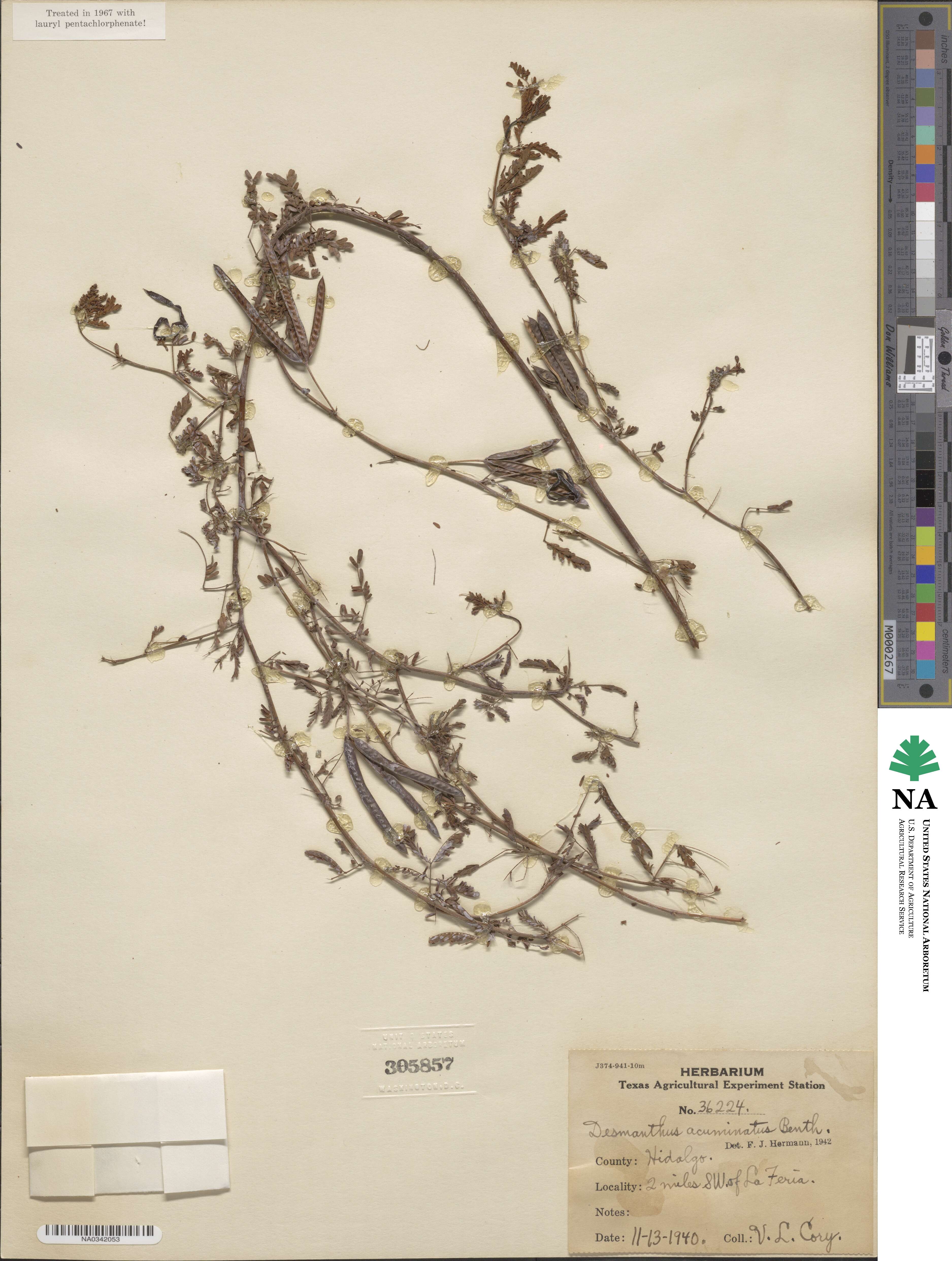 Desmanthus acuminatus image