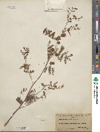Desmanthus cooleyi image