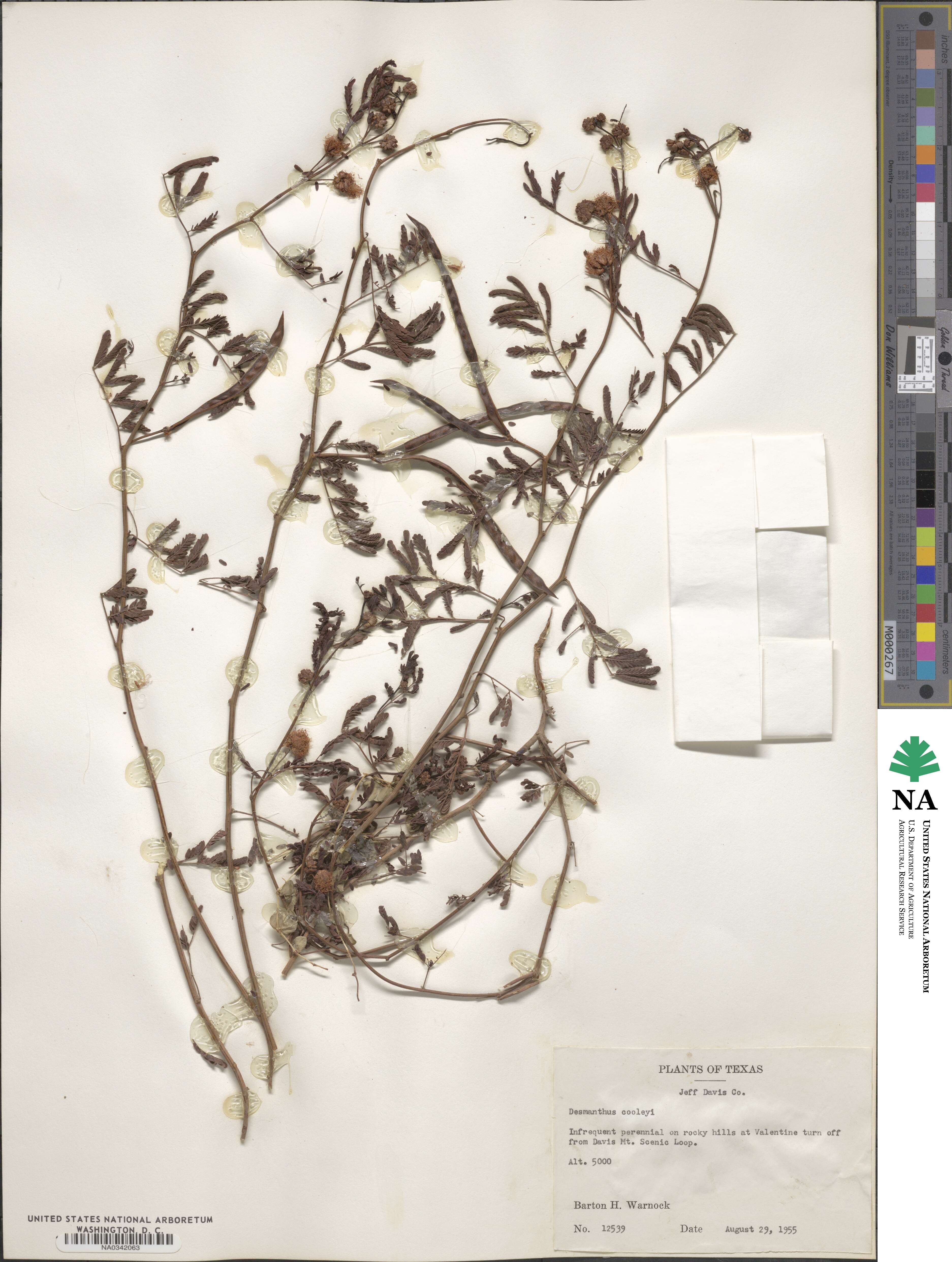 Desmanthus cooleyi image