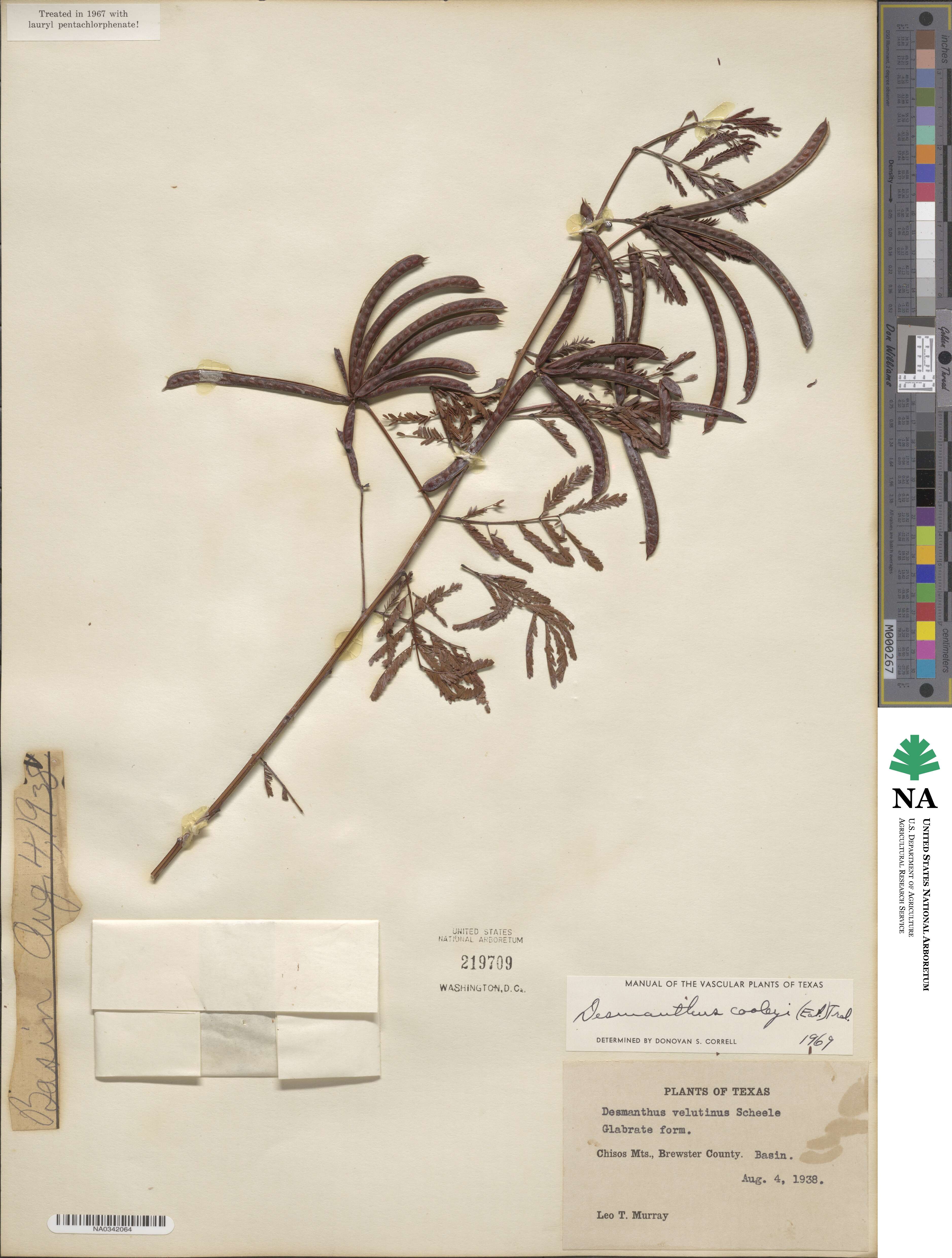 Desmanthus cooleyi image
