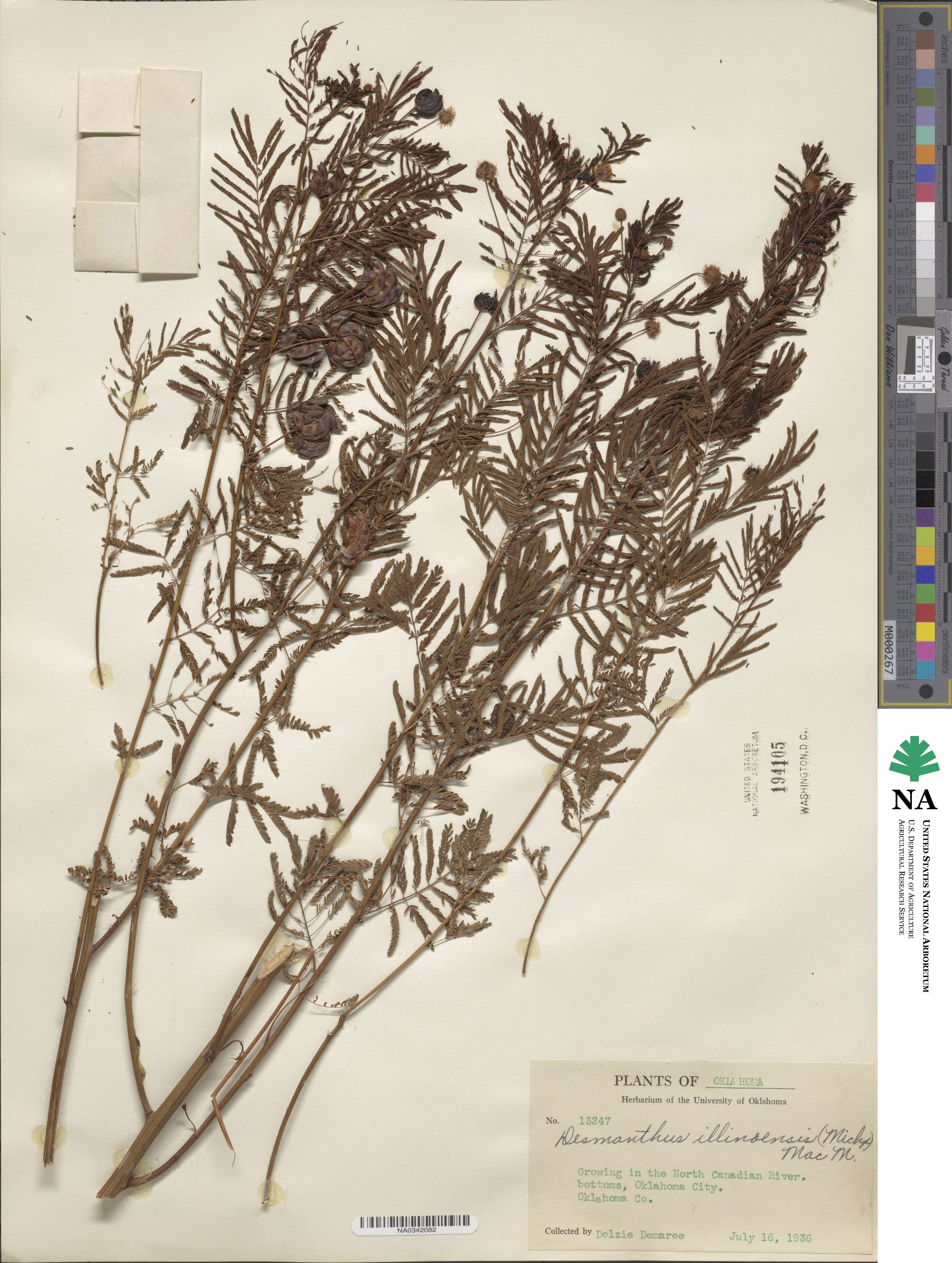 Desmanthus illinoensis image