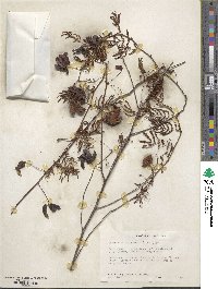 Desmanthus illinoensis image