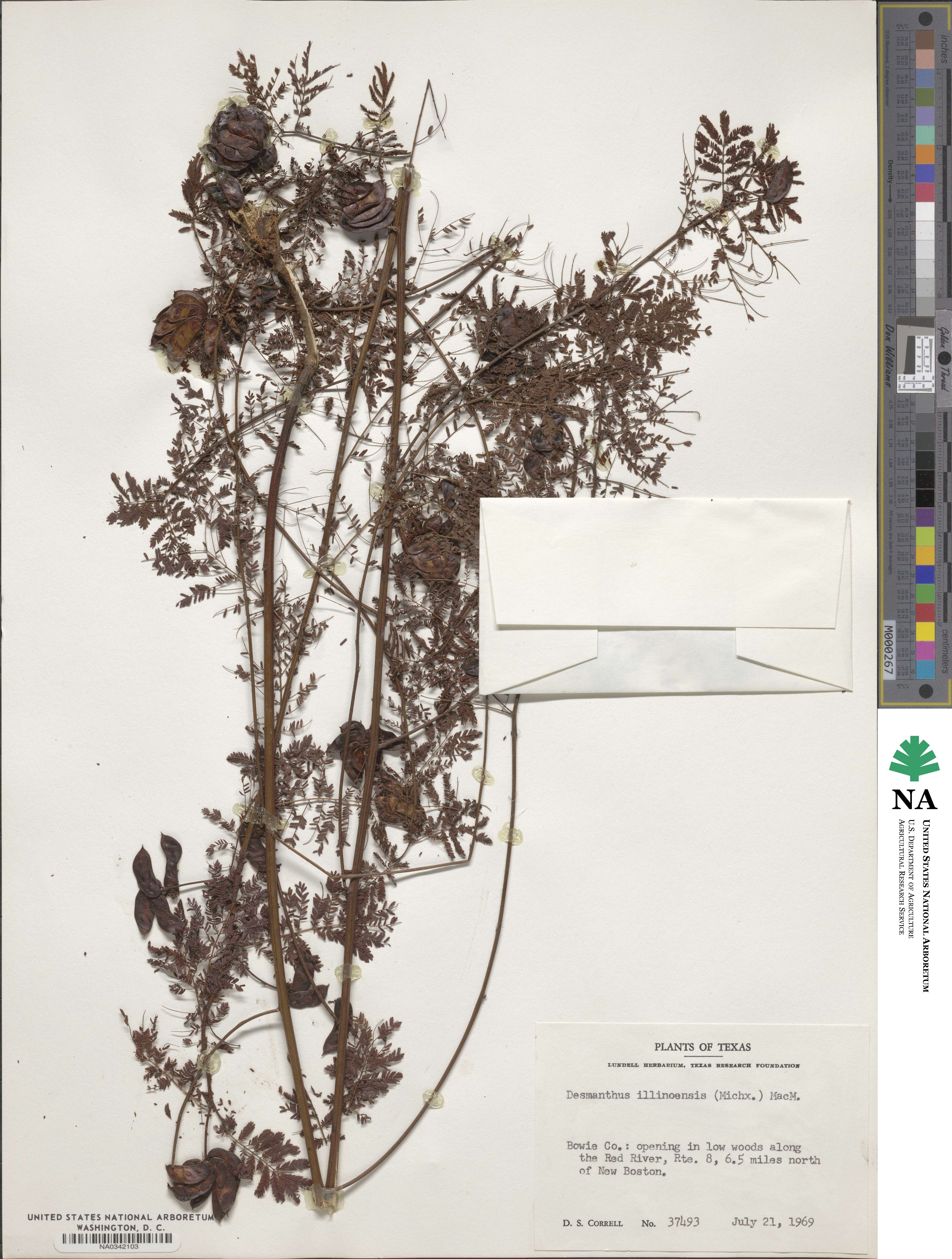 Desmanthus illinoensis image