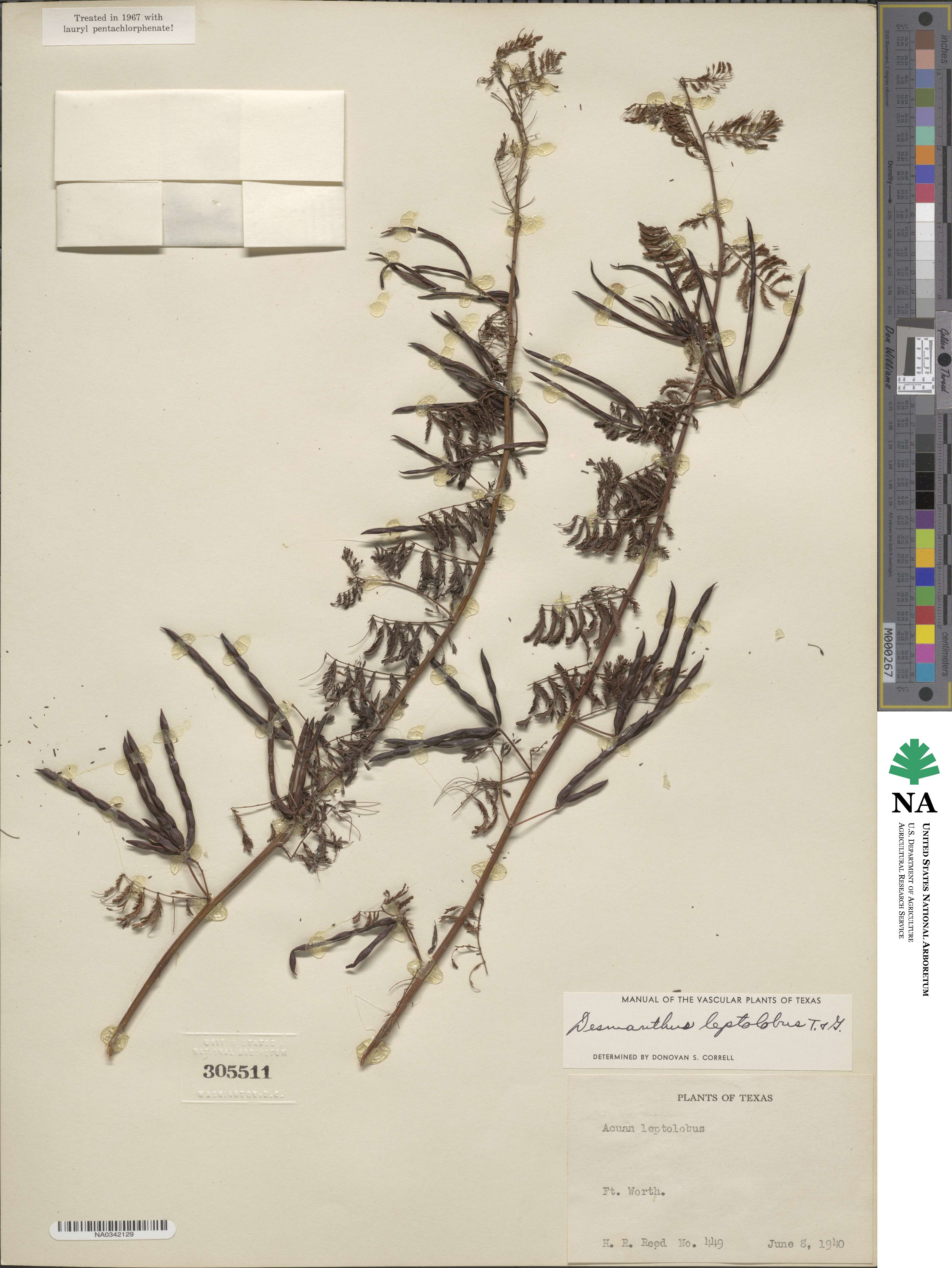 Desmanthus leptolobus image