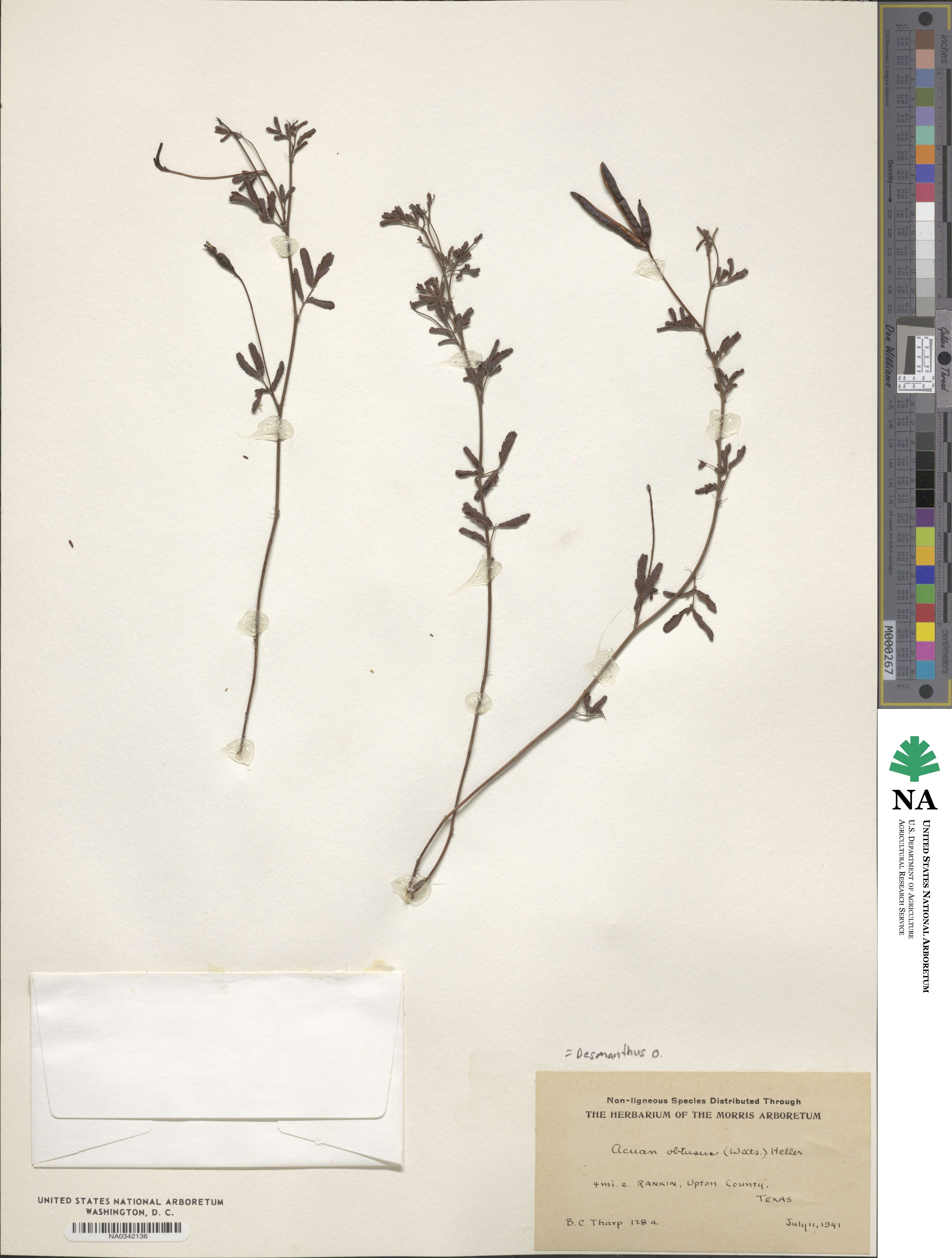 Desmanthus obtusus image