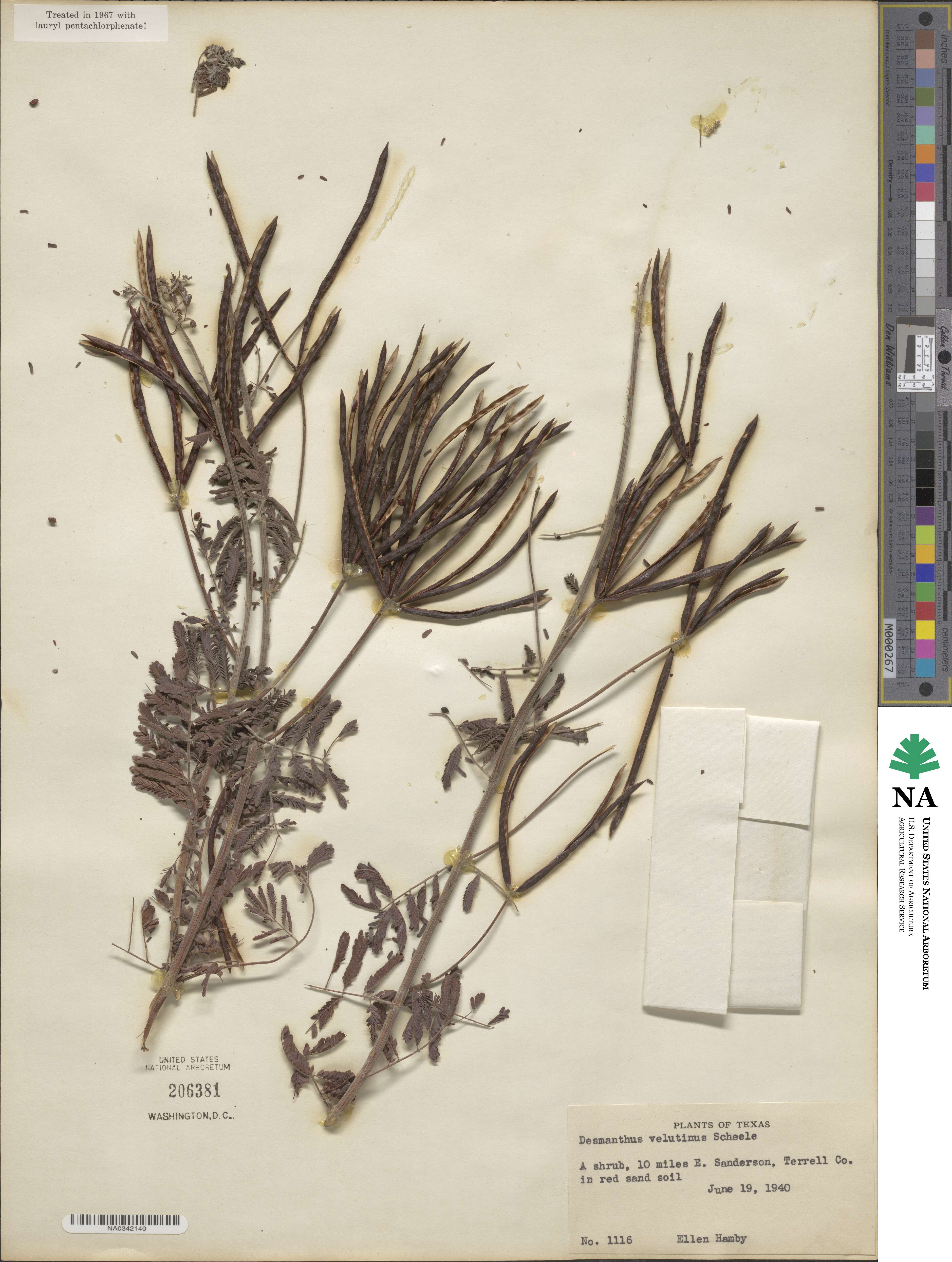 Desmanthus velutinus image