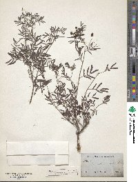 Desmanthus velutinus image