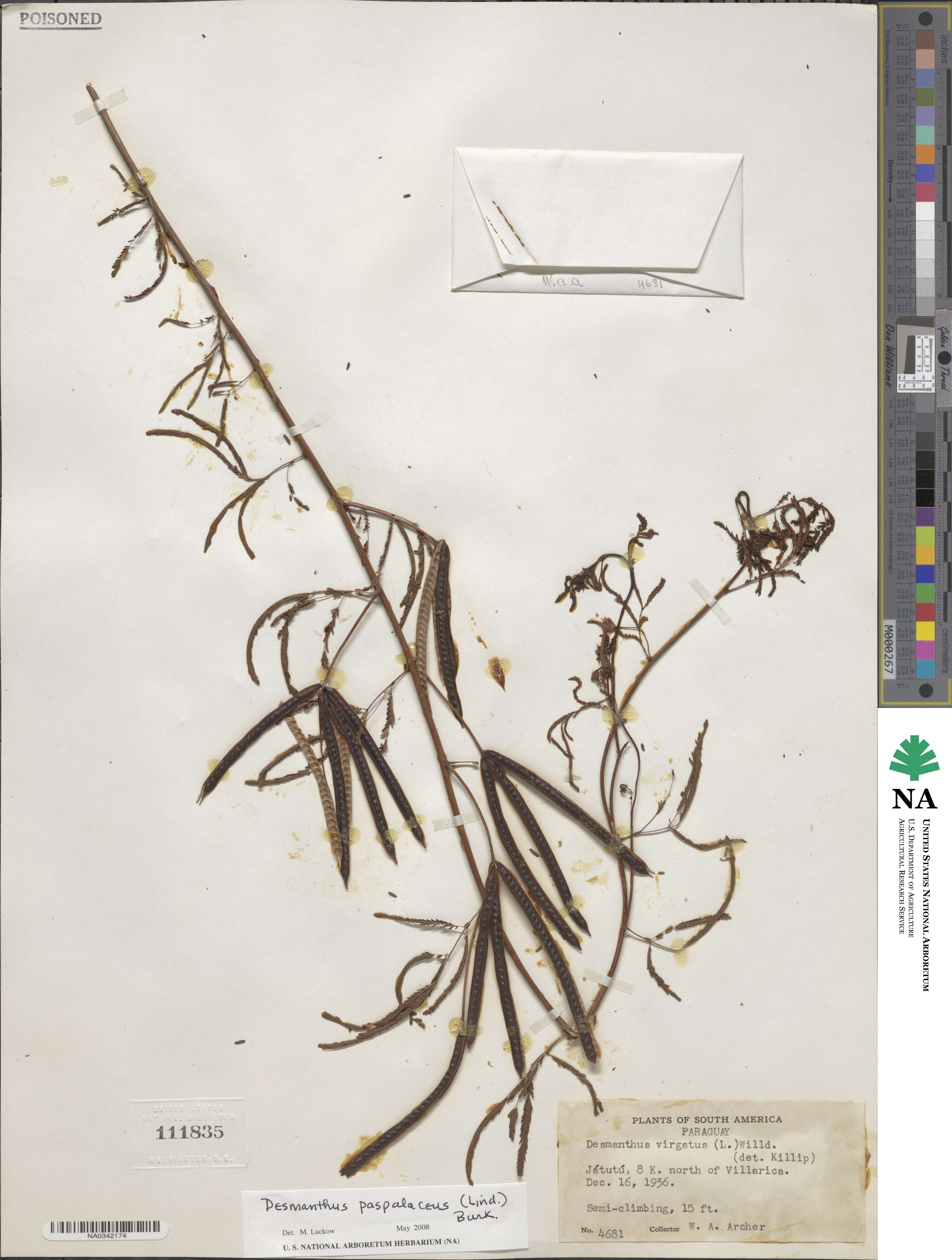 Desmanthus paspalaceus image