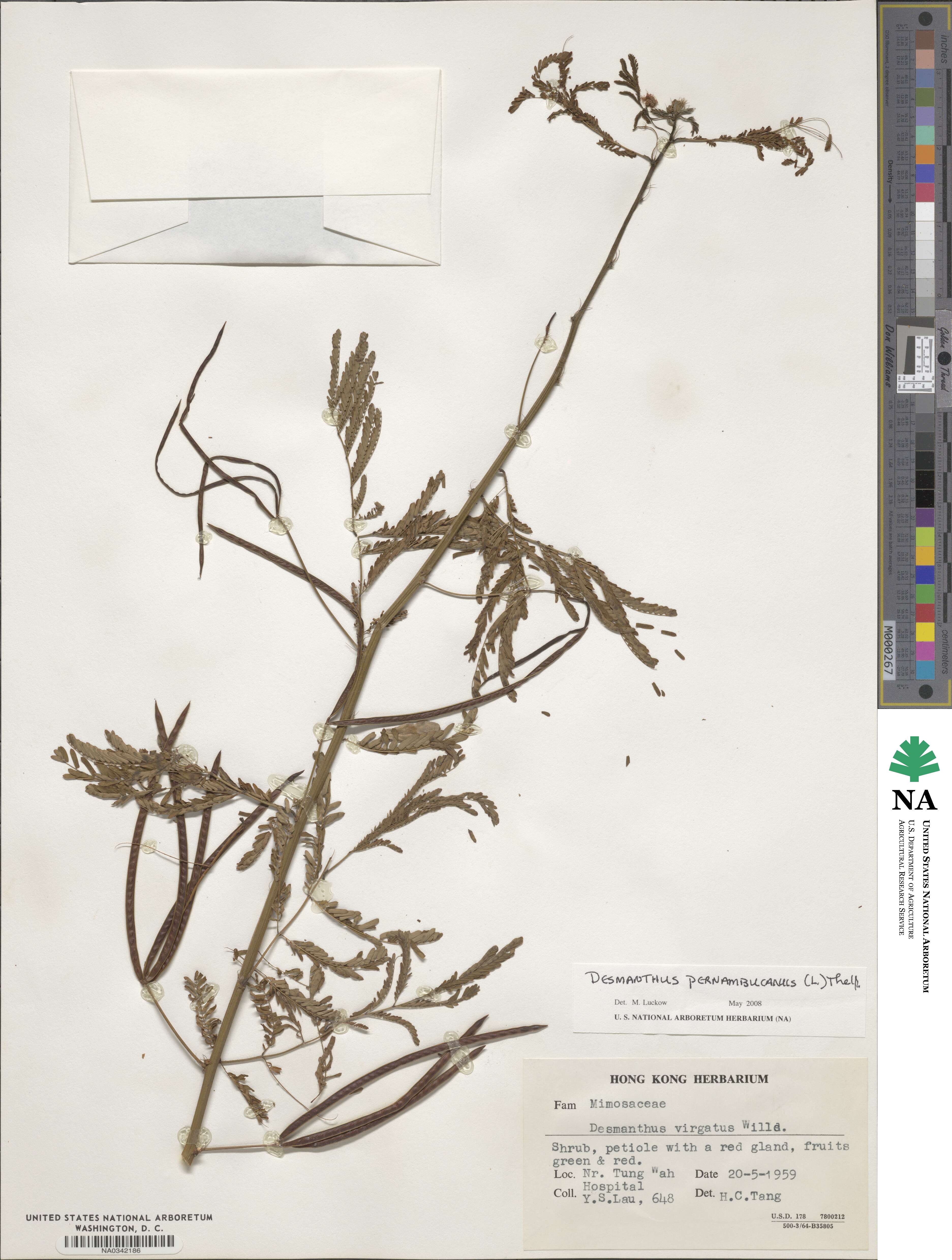 Desmanthus pernambucanus image