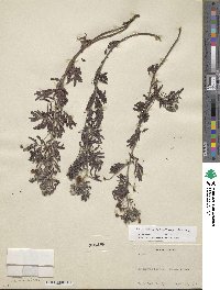 Desmanthus velutinus image