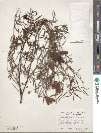 Image of Neptunia pubescens