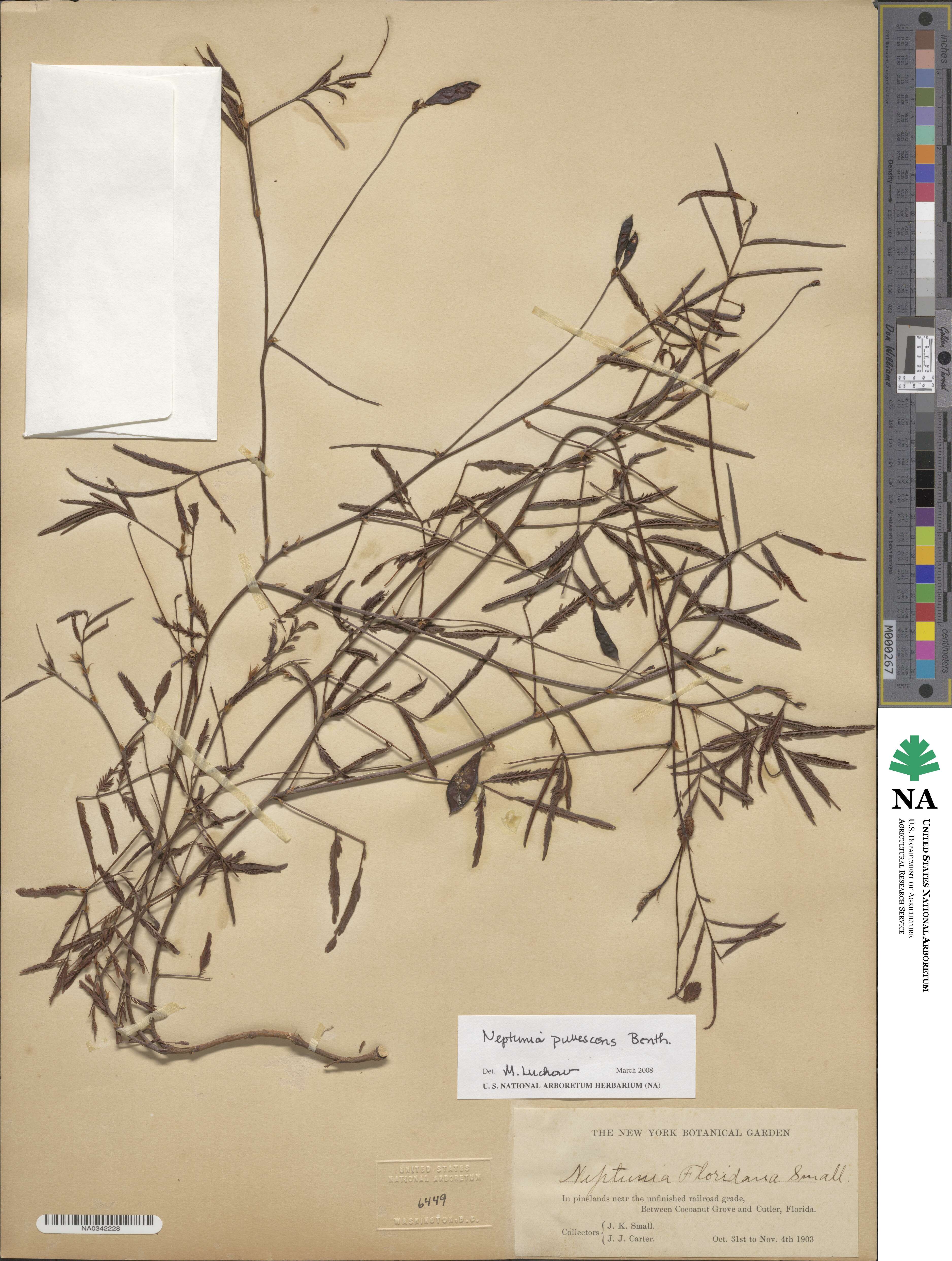 Neptunia pubescens image