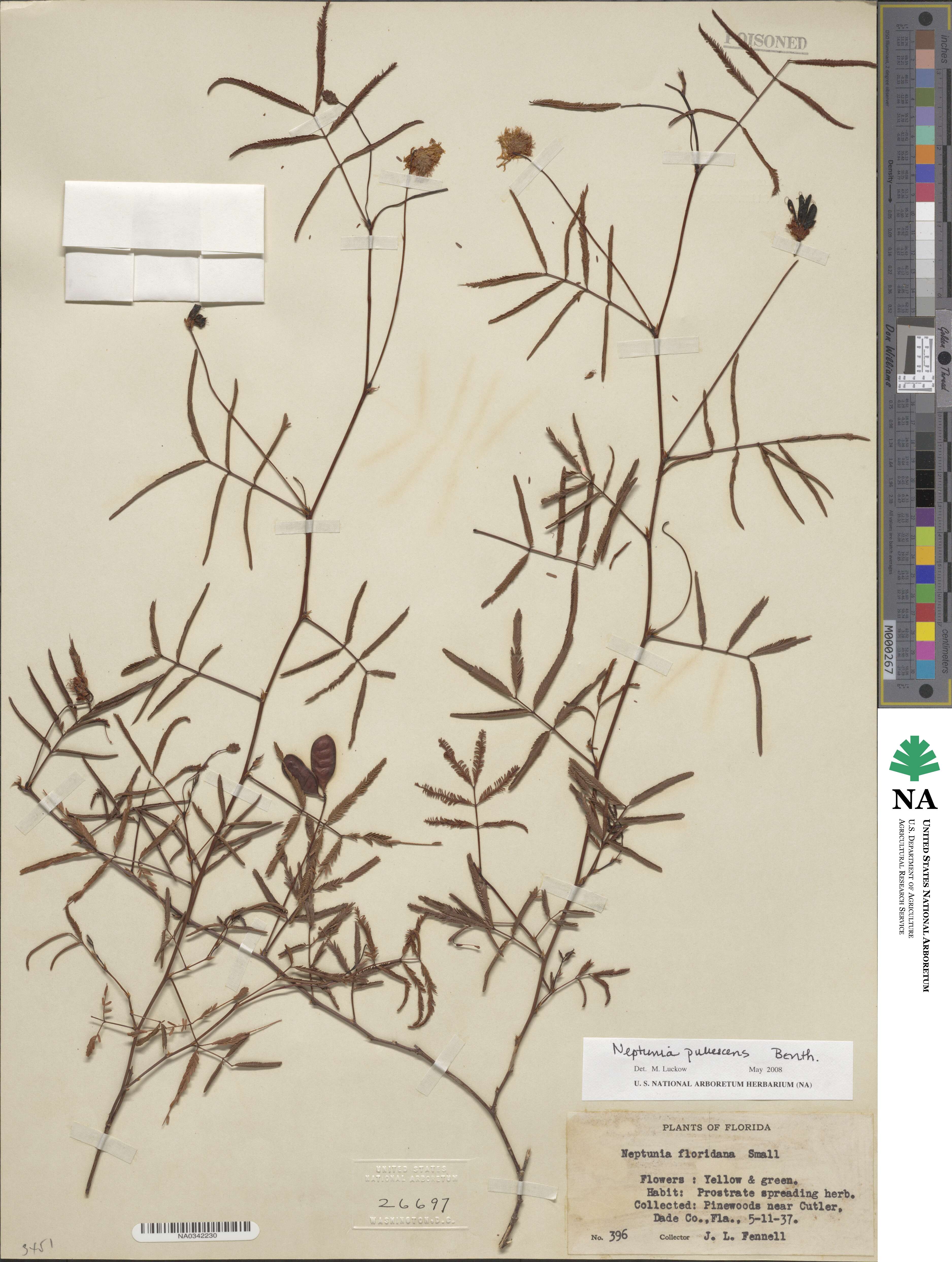 Neptunia pubescens image