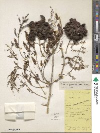 Dichrostachys cinerea image