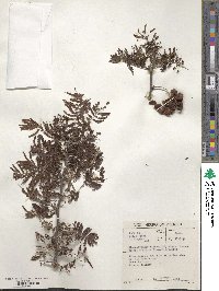 Dichrostachys cinerea image