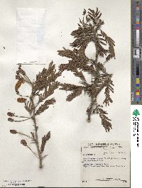 Dichrostachys cinerea image