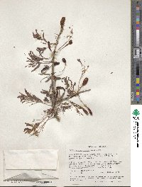 Dichrostachys cinerea image