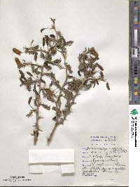 Dichrostachys cinerea image