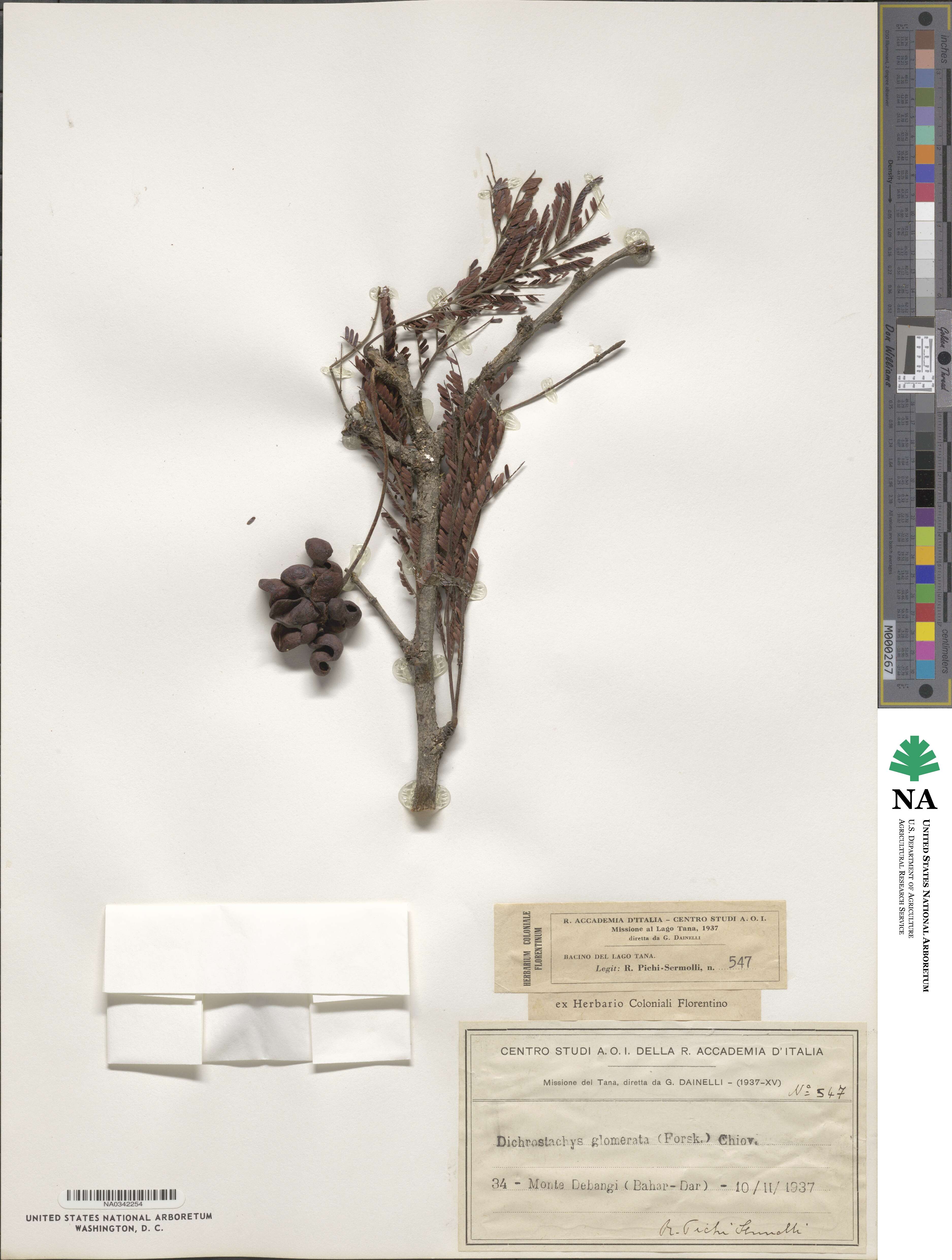 Dichrostachys cinerea image