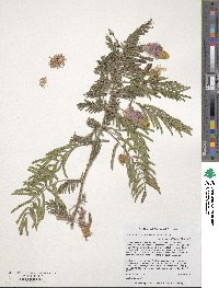 Dichrostachys cinerea image