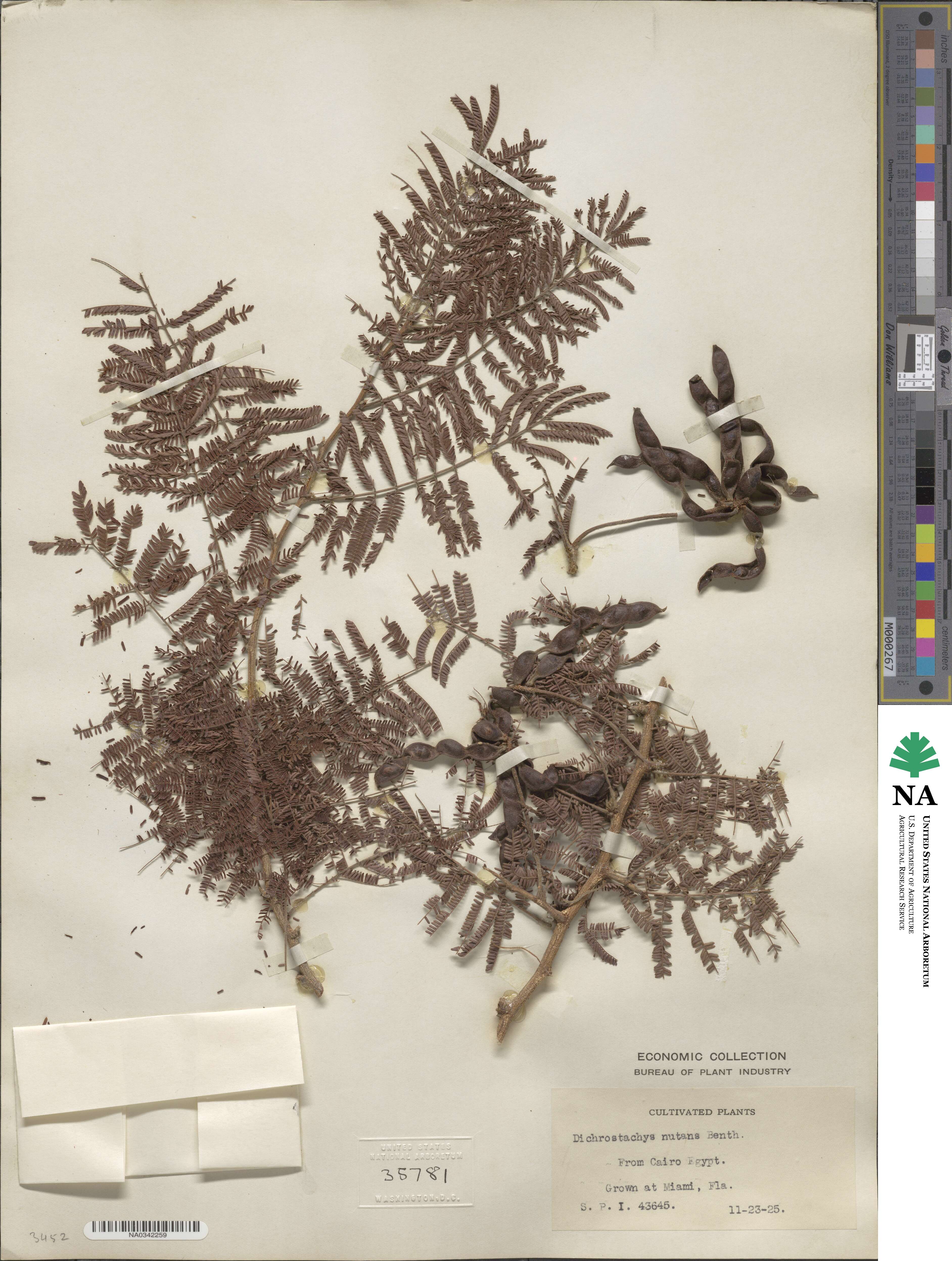 Dichrostachys cinerea subsp. africana image