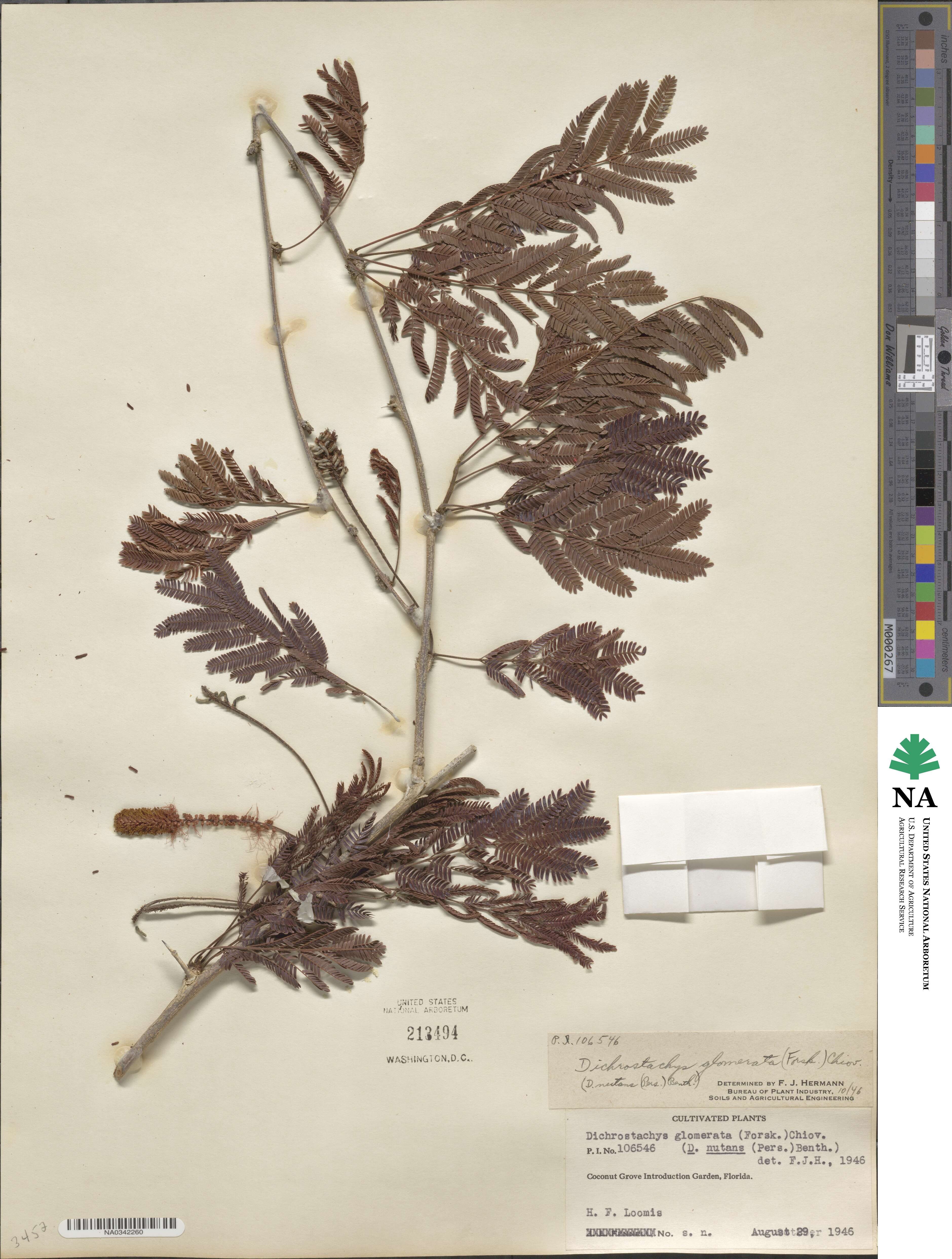 Dichrostachys cinerea subsp. africana image