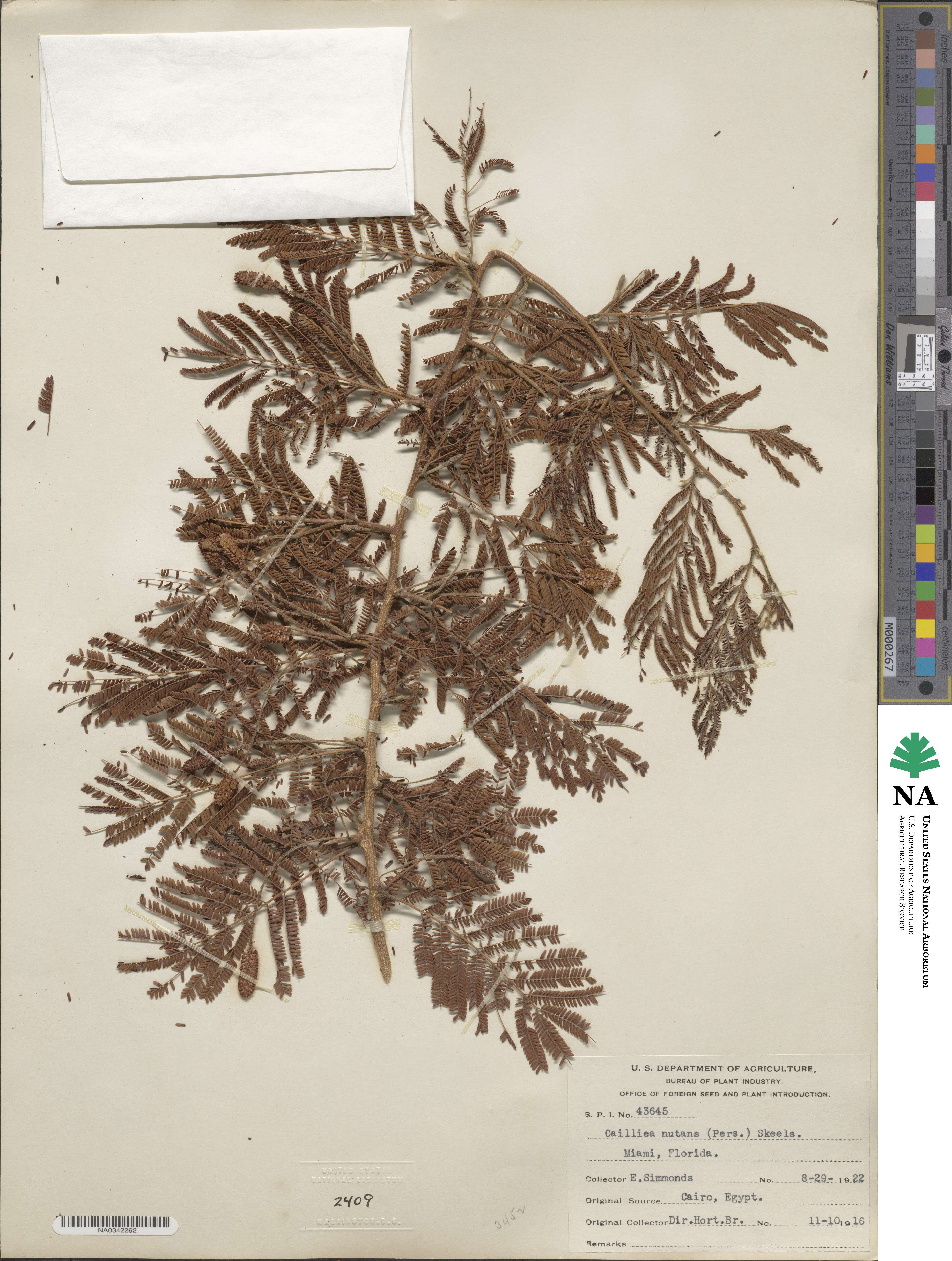 Dichrostachys image