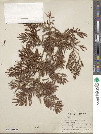 Dichrostachys cinerea image