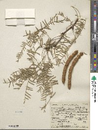 Prosopis chilensis image