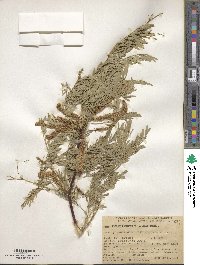 Prosopis chilensis image