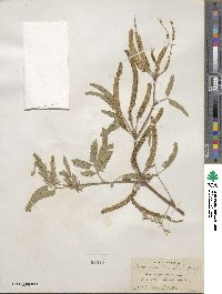 Prosopis chilensis image