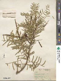 Prosopis chilensis image