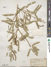 Prosopis chilensis image