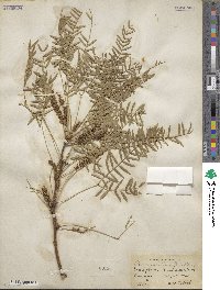 Prosopis chilensis image