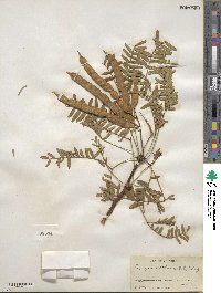 Prosopis chilensis image