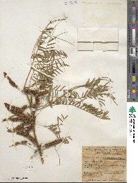 Prosopis chilensis image