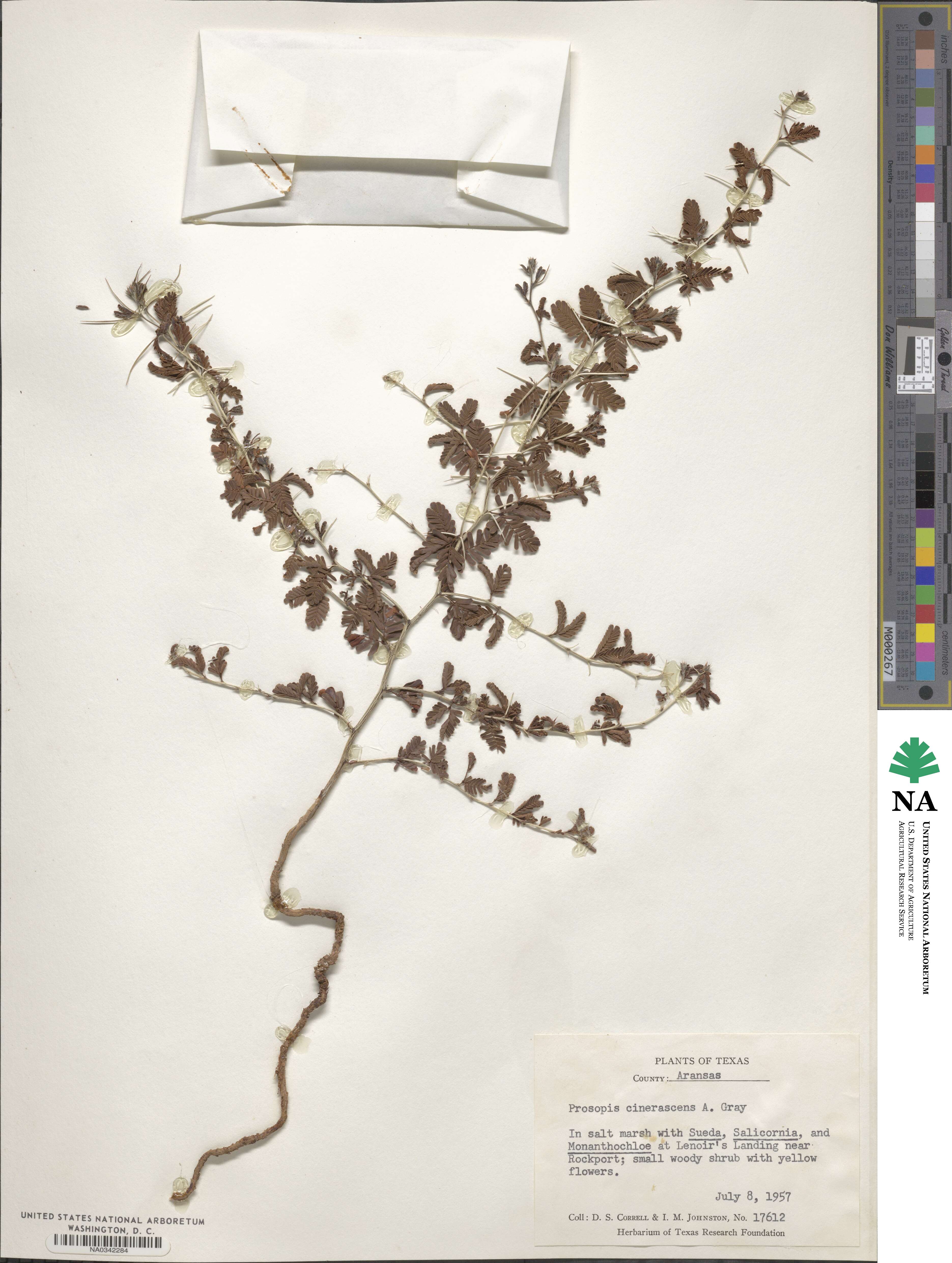 Prosopis cinerascens image