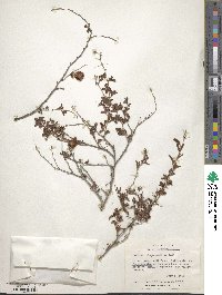 Prosopis cinerascens image