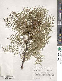 Prosopis glandulosa image