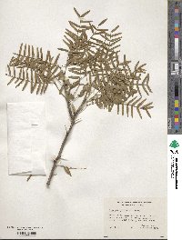 Prosopis glandulosa image